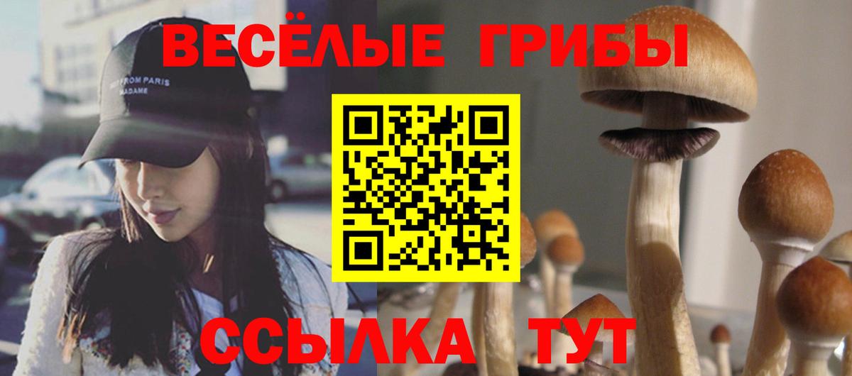 Псилоцибиновые грибы Psilocybe  цены   Вход с VPN  Павловский Посад  Псилоцибиновые грибы Psilocybe 
